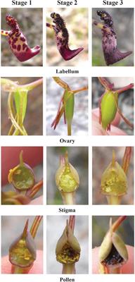 Conservation assessment of the Drakaea livida (Orchidaceae) ecotypes and an evaluation of methods for their identification